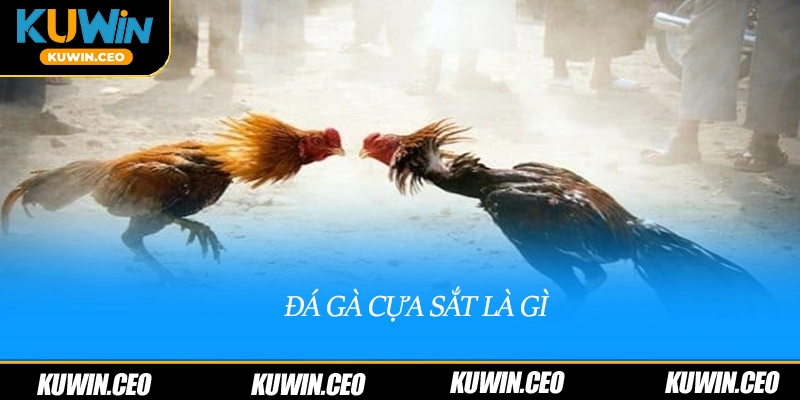 Đá gà cựa sắt là gì