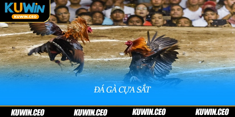 đá gà cựa sắt