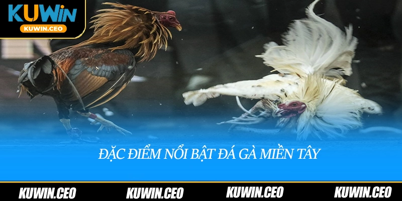 Đặc điểm nổi bật của đá gà miền tây