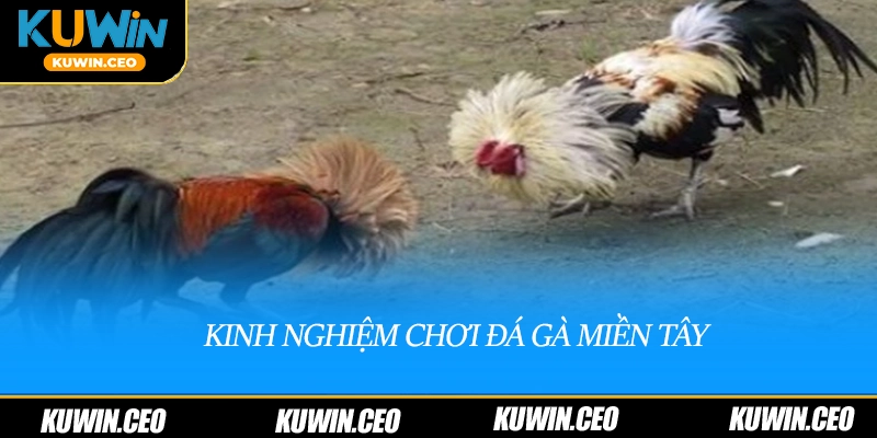 Kinh nghiệm và lưu ý khi tham gia đá gà miền tây