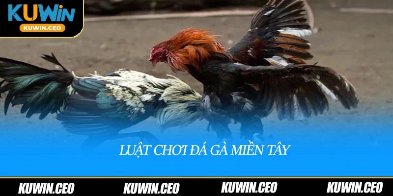 Luật chơi đá gà miền tây